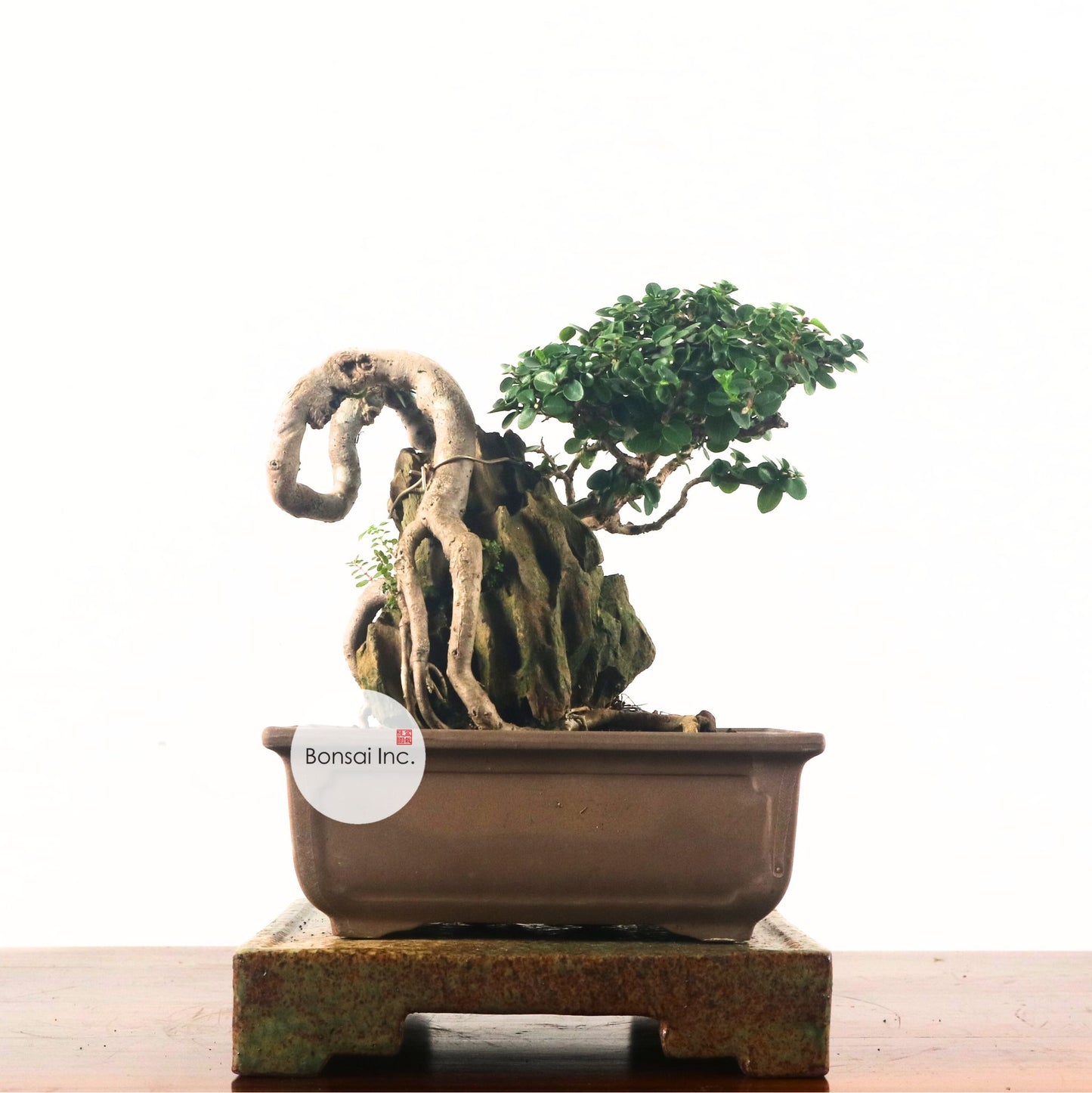 Premna Serratifolia Bonsai 寿娘子