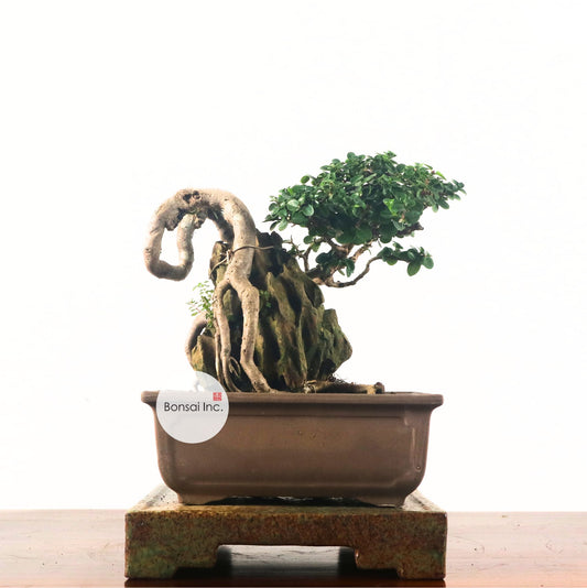 Premna Serratifolia Bonsai 寿娘子