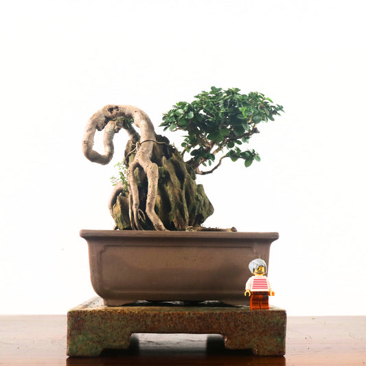 Premna Serratifolia Bonsai 寿娘子