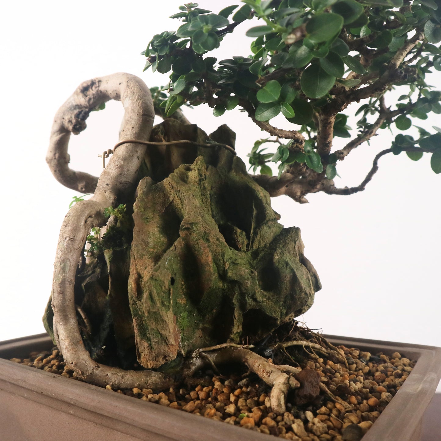 Premna Serratifolia Bonsai 寿娘子