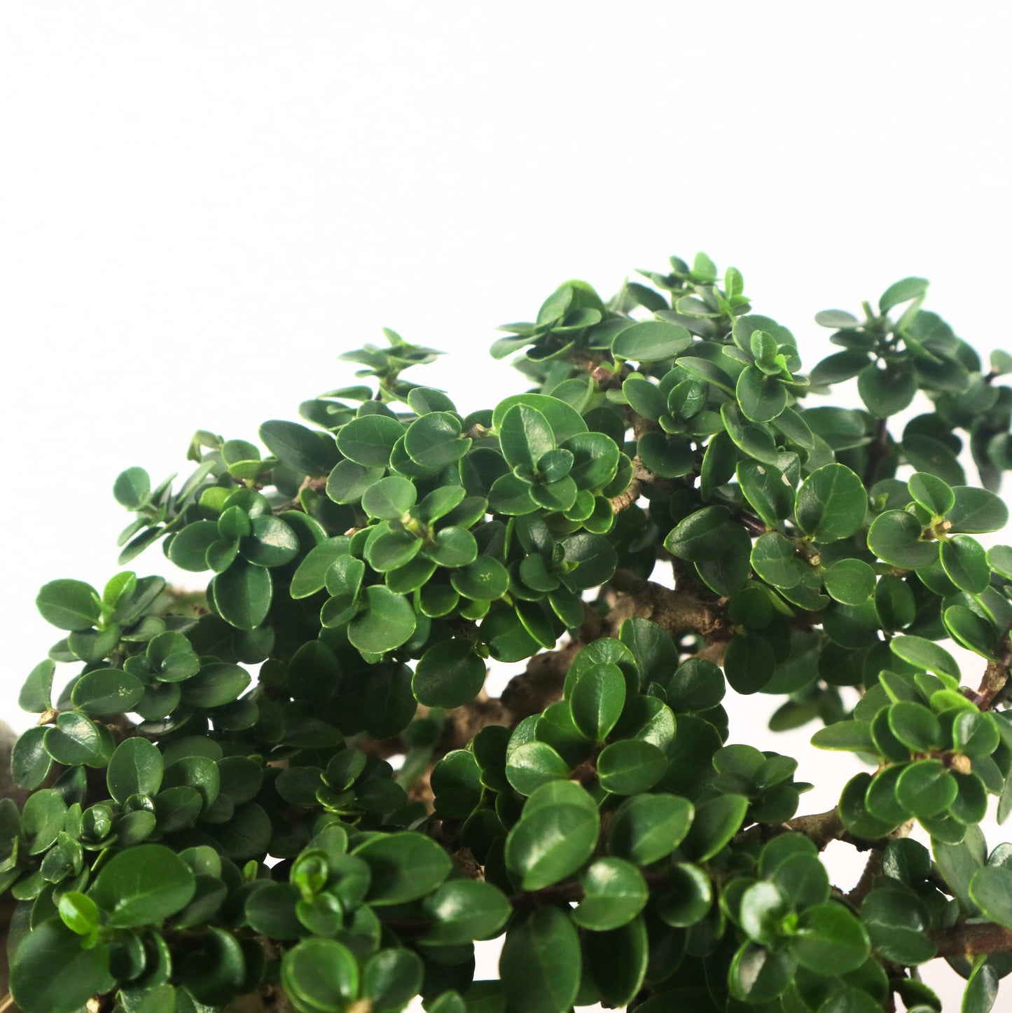 Premna Serratifolia Bonsai 寿娘子