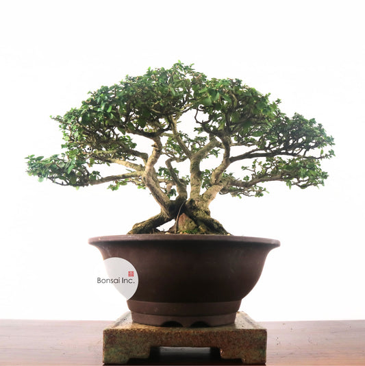 Premna Serratifolia Bonsai 寿娘子