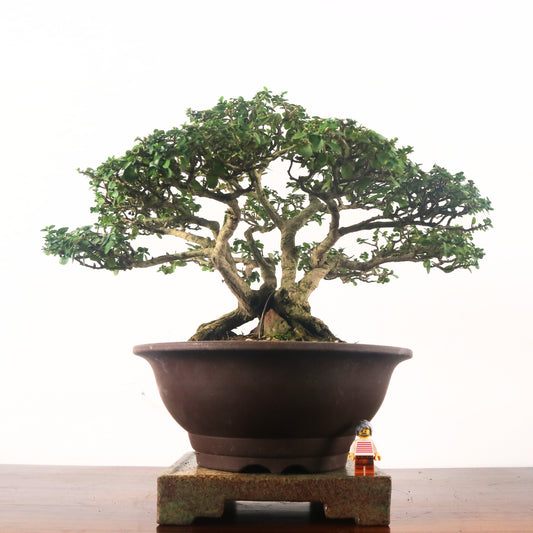 Premna Serratifolia Bonsai 寿娘子