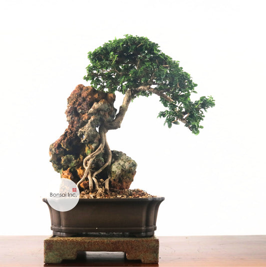 Premna Serratifolia Bonsai 寿娘子