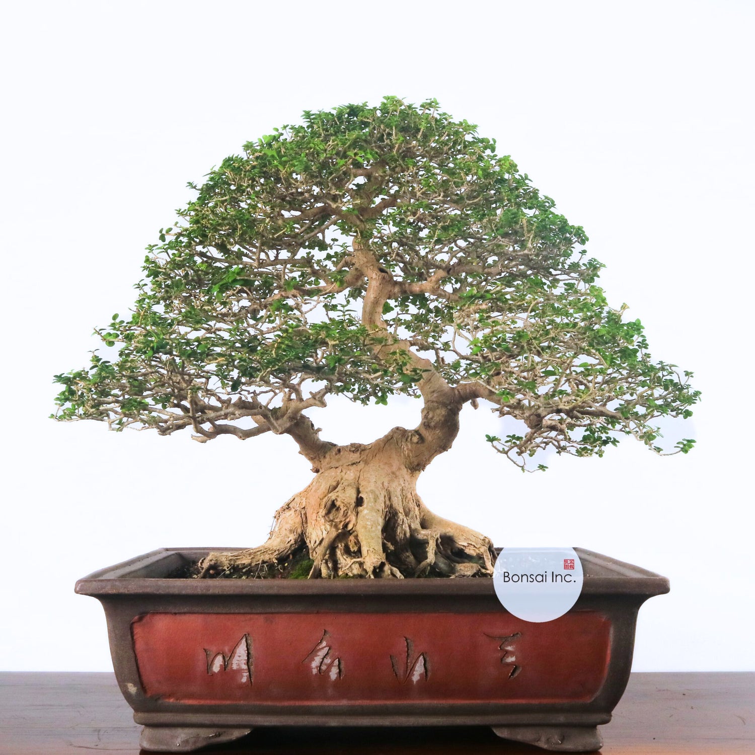 Kifu-sho (Large) or Larger Size Bonsai