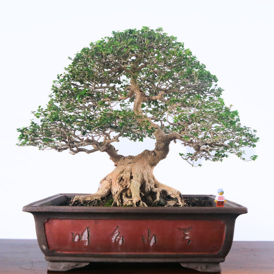 Premna Serratifolia Bonsai 寿娘子