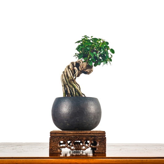 Premna Serratifolia Bonsai 寿娘子