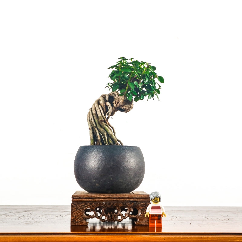 Premna Serratifolia Bonsai 寿娘子