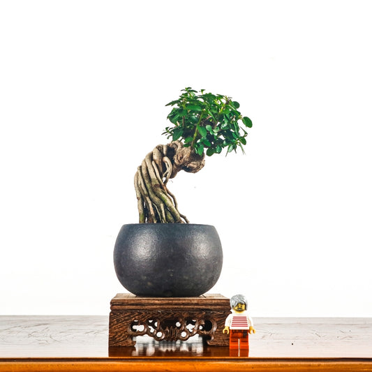 Premna Serratifolia Bonsai 寿娘子