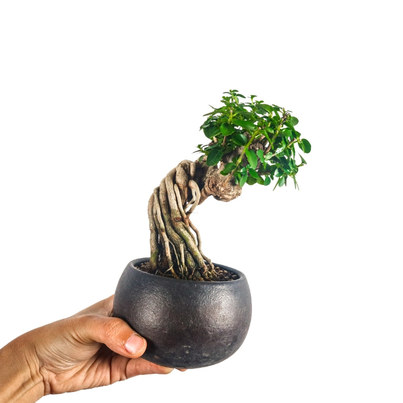 Premna Serratifolia Bonsai 寿娘子