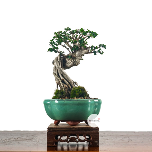 Premna Serratifolia Bonsai 寿娘子