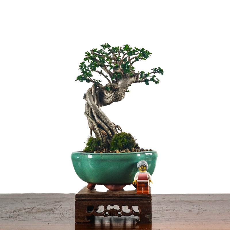 Premna Serratifolia Bonsai 寿娘子