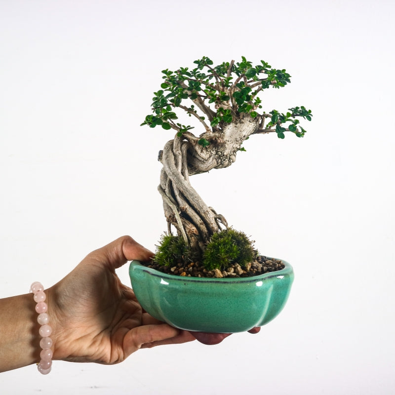 Premna Serratifolia Bonsai 寿娘子