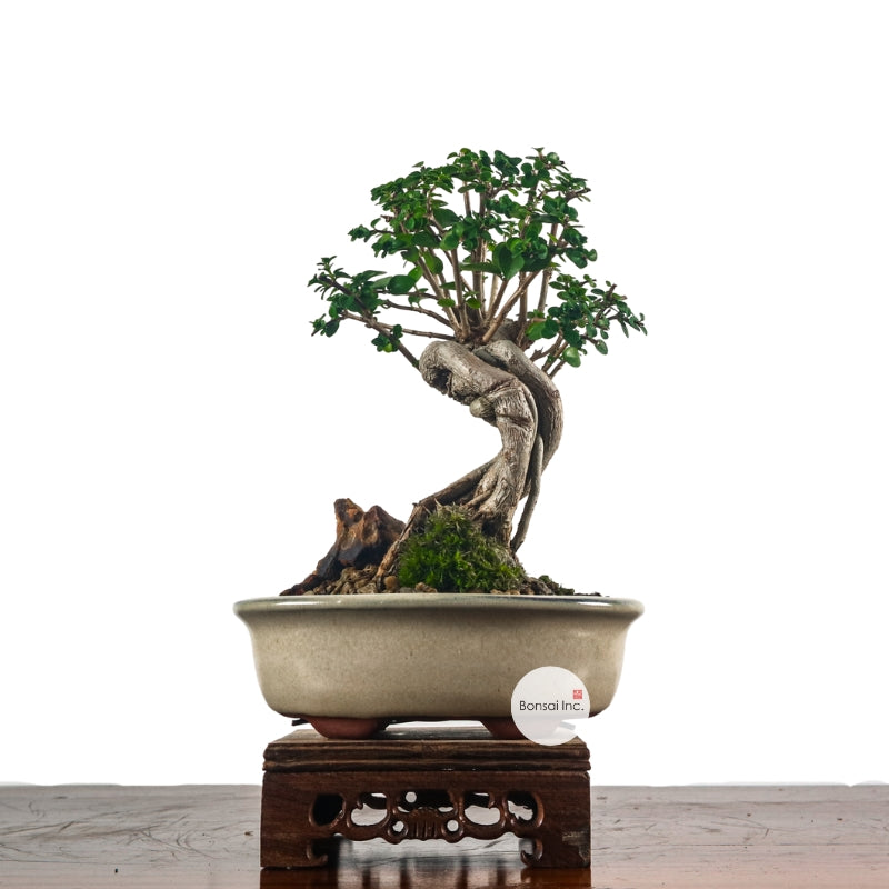 Premna Serratifolia Bonsai 寿娘子