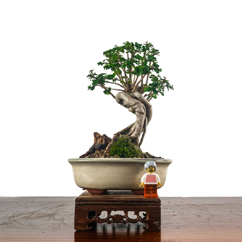 Premna Serratifolia Bonsai 寿娘子
