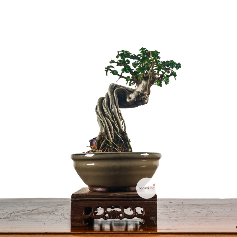 Mame (Small) Bonsai