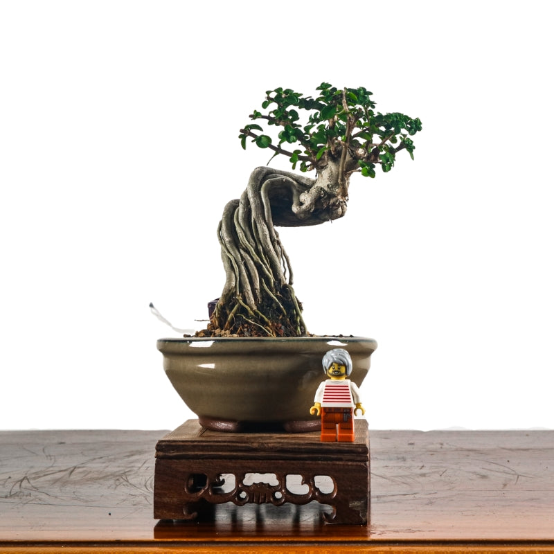 Premna Serratifolia Bonsai 寿娘子