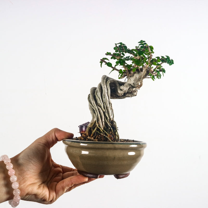 Premna Serratifolia Bonsai 寿娘子