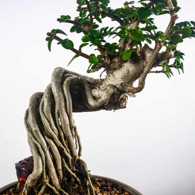 Premna Serratifolia Bonsai 寿娘子