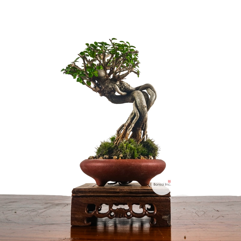 Premna Serratifolia Bonsai 寿娘子
