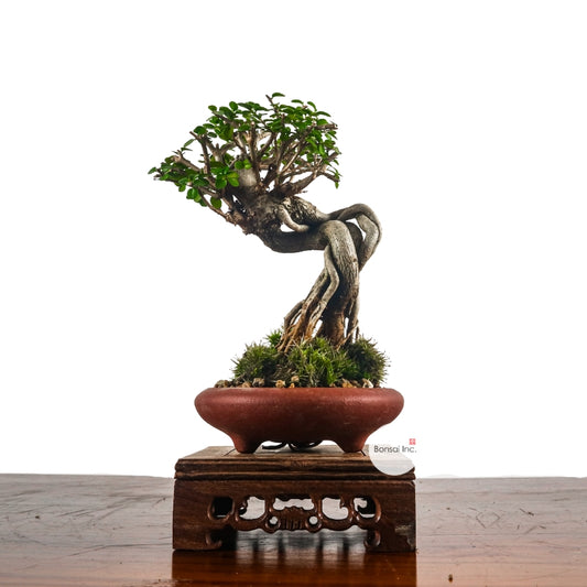 Premna Serratifolia Bonsai 寿娘子