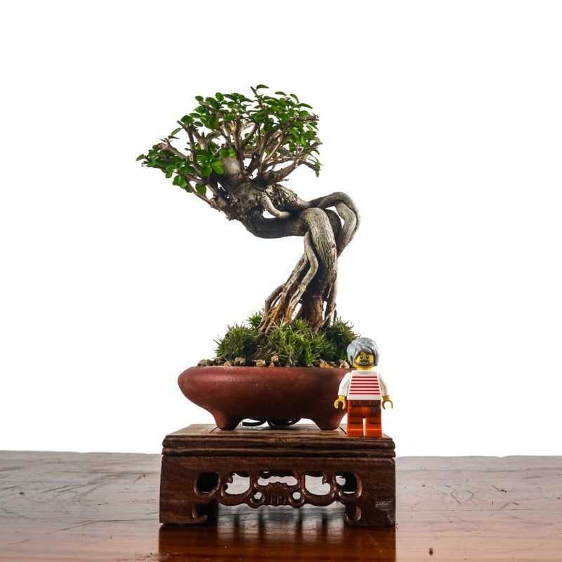 Premna Serratifolia Bonsai 寿娘子