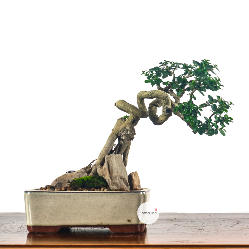 Premna Serratifolia Bonsai 寿娘子