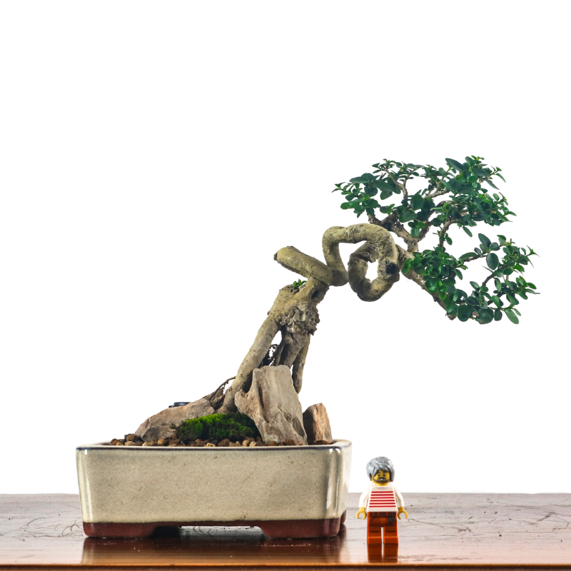 Premna Serratifolia Bonsai 寿娘子