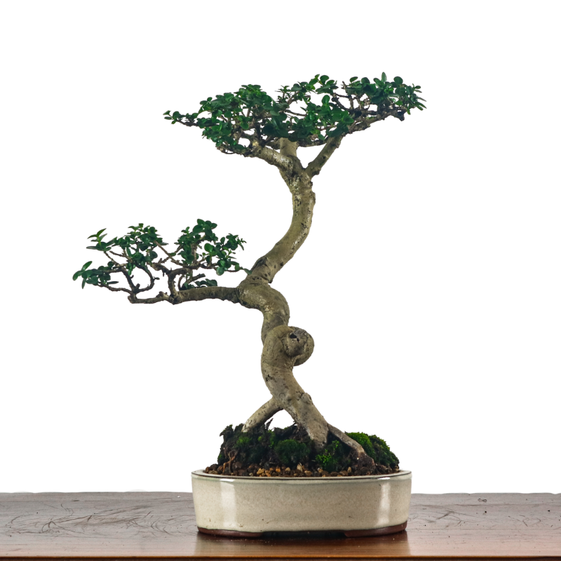 Premna Serratifolia Bonsai 寿娘子