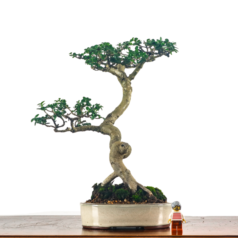Premna Serratifolia Bonsai 寿娘子