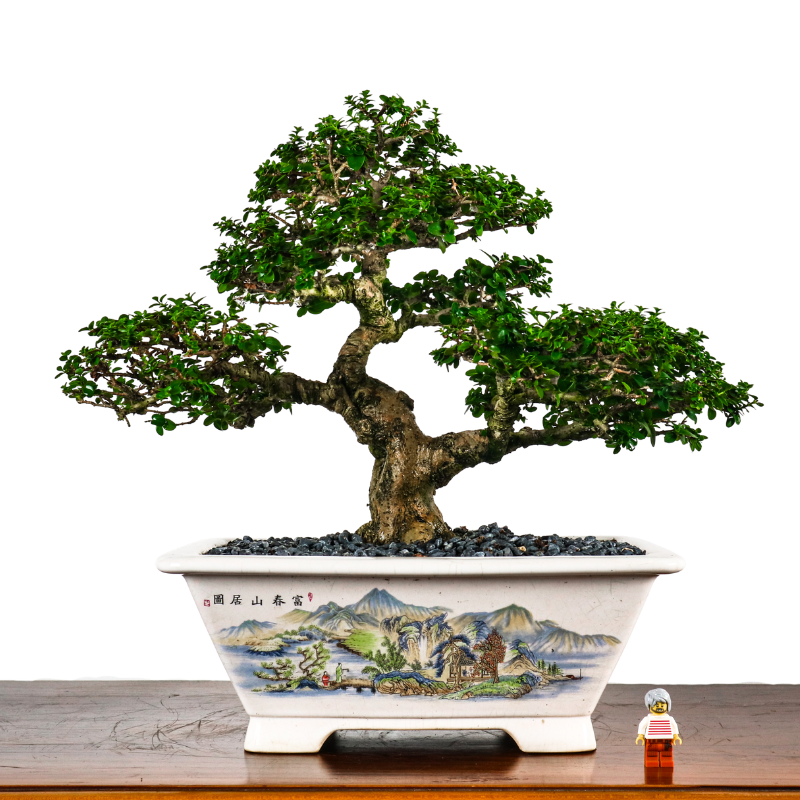 Premna Serratifolia Bonsai 寿娘子