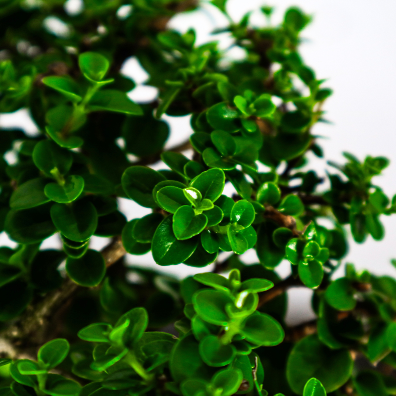 Premna Serratifolia Bonsai 寿娘子