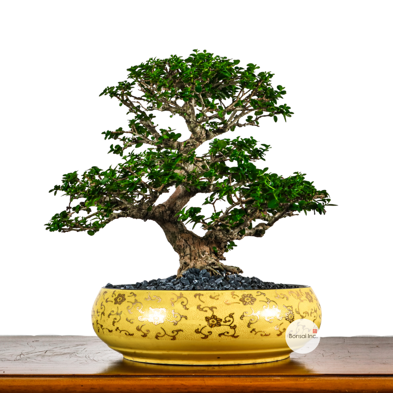 Premna Serratifolia Bonsai 寿娘子