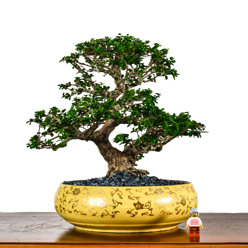 Premna Serratifolia Bonsai 寿娘子