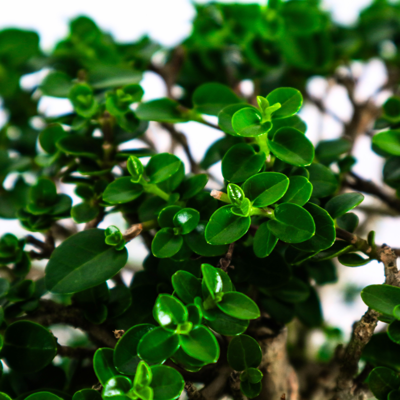 Premna Serratifolia Bonsai 寿娘子