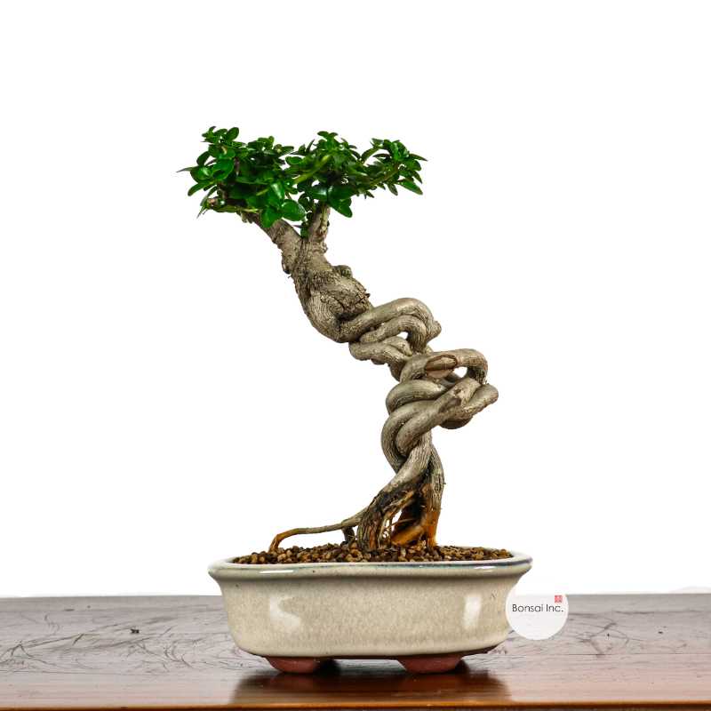 Premna Serratifolia Bonsai 寿娘子