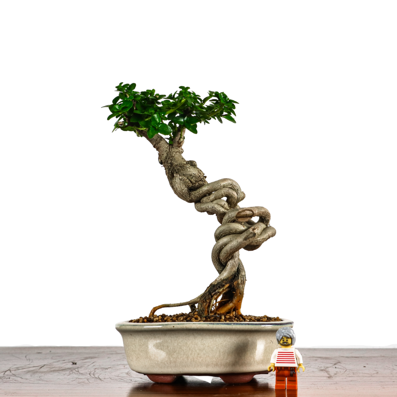 Premna Serratifolia Bonsai 寿娘子