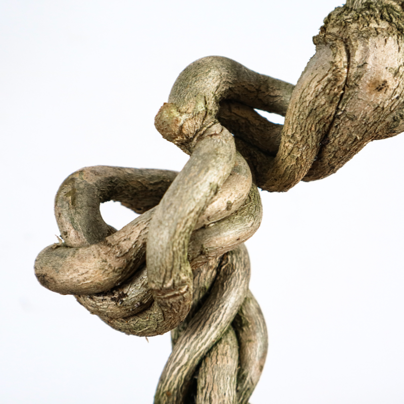 Premna Serratifolia Bonsai 寿娘子