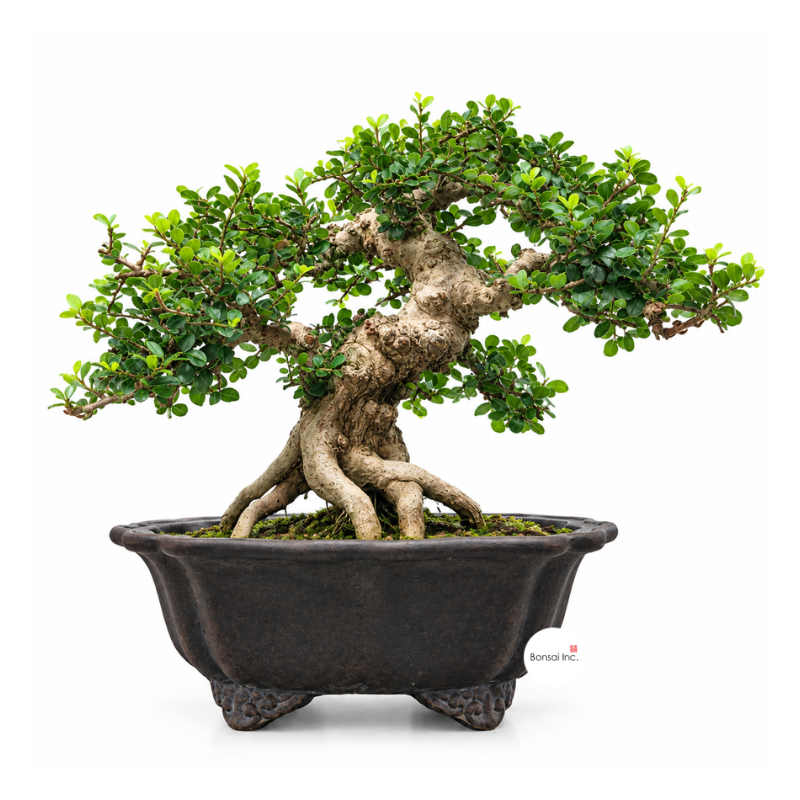 Tropical Bonsai