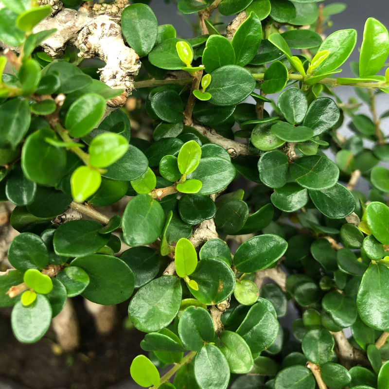 Premna Serratifolia Bonsai 寿娘子