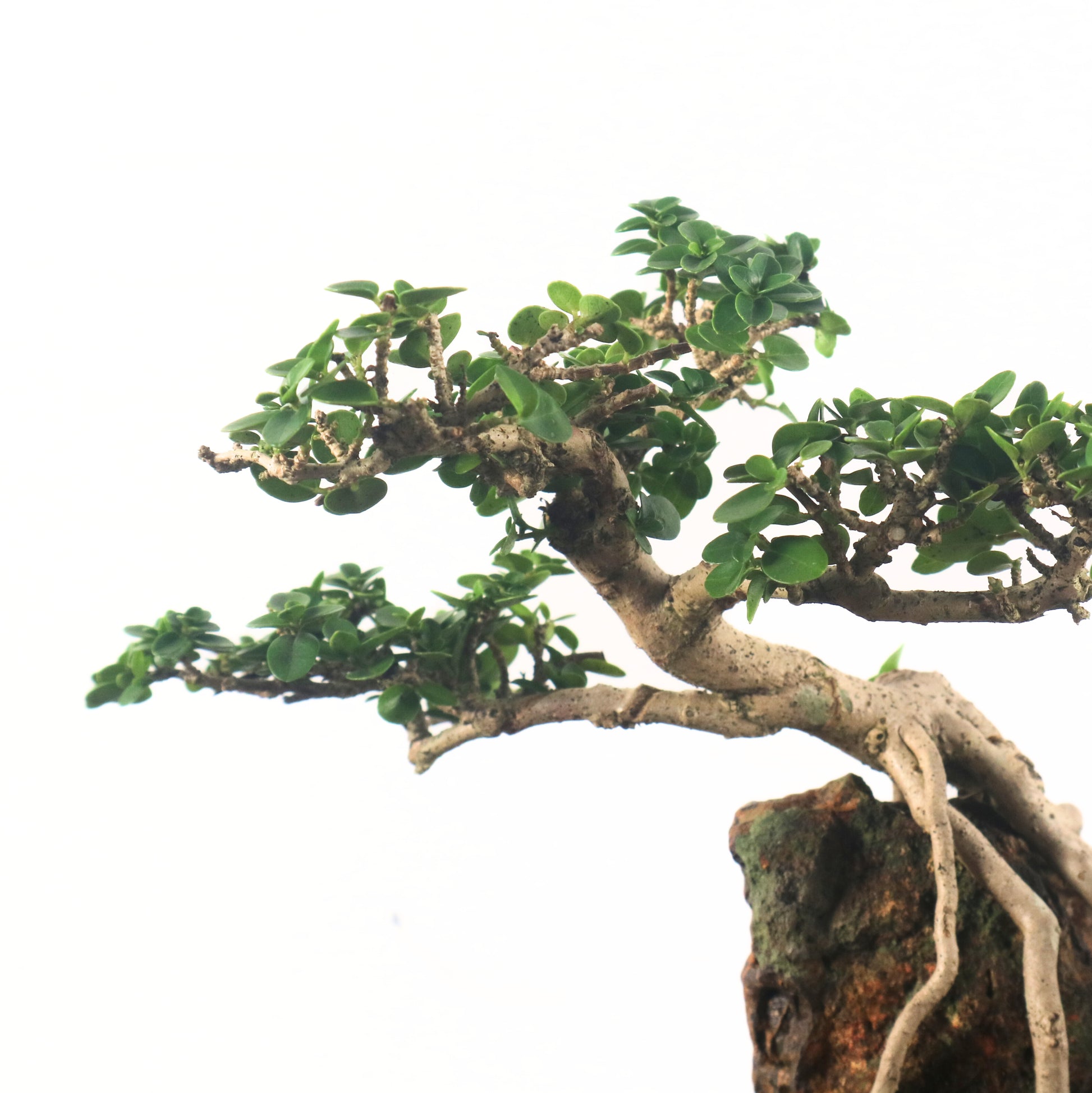 Premna