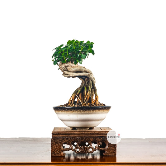Premna Serratifolia Bonsai 寿娘子