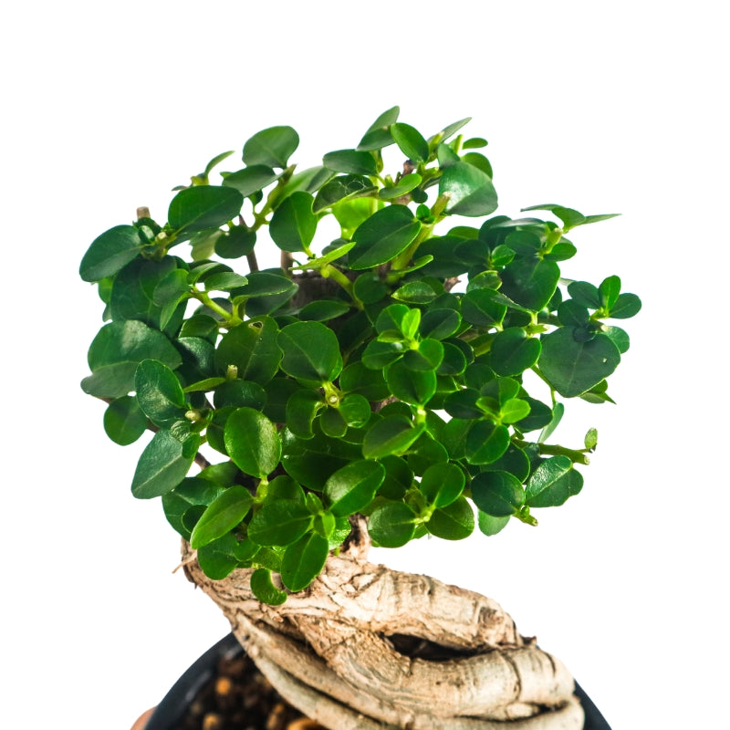 Premna Serratifolia Bonsai 寿娘子