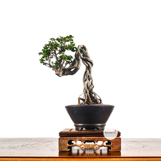 Premna Serratifolia Bonsai 寿娘子