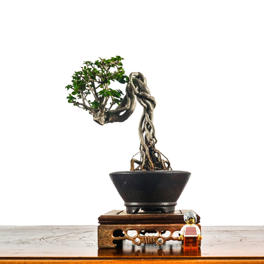 Premna Serratifolia Bonsai 寿娘子