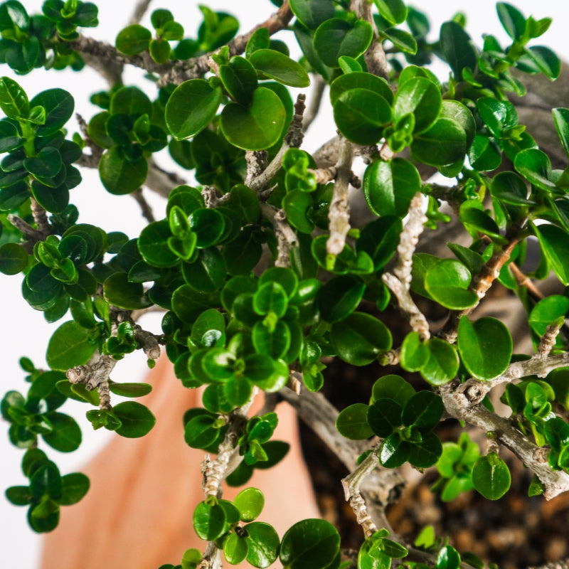 Premna Serratifolia Bonsai 寿娘子