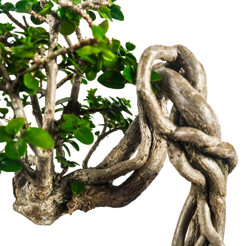 Premna Serratifolia Bonsai 寿娘子