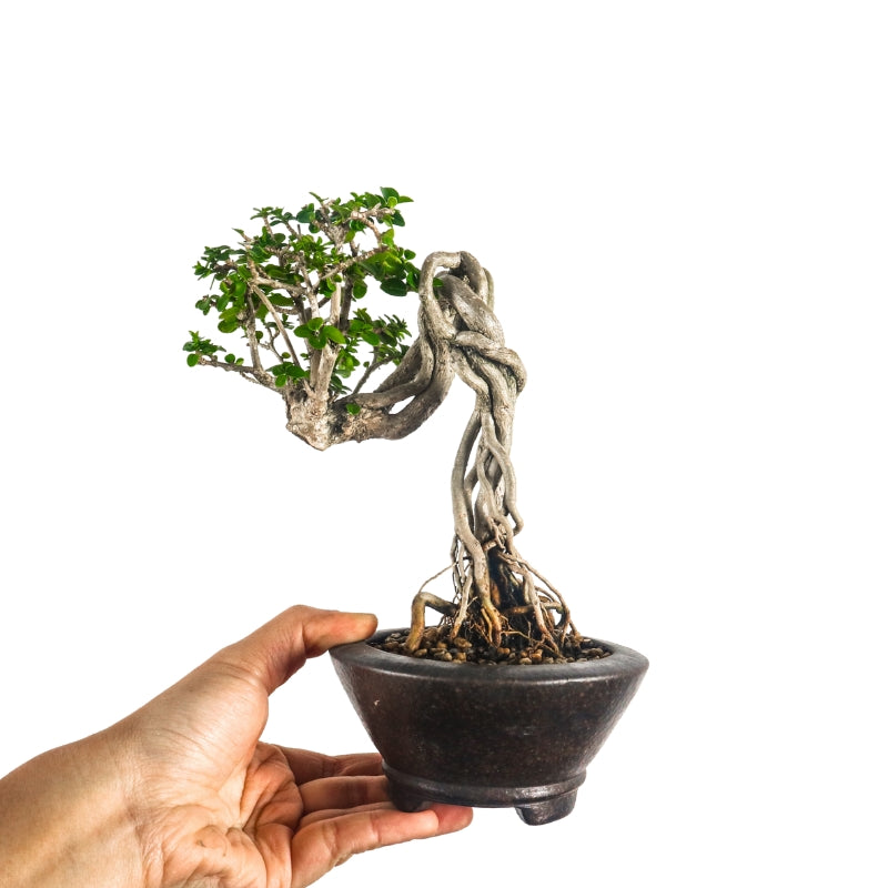 Premna Serratifolia Bonsai 寿娘子