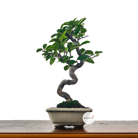 盆栽5 Arcadia Garden Products Green Bonsai House Plant in 4.5-in Pot