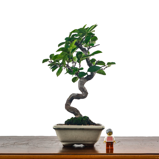 Other Japanese bonsai – bonsai-inc